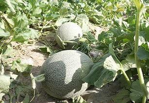 娱乐吃瓜酱紫,吃瓜群众酱紫解读热点事件